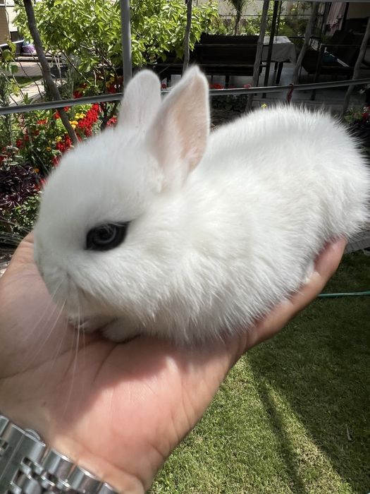 Карлик куен гермелин ва хатот евро оргинал парода