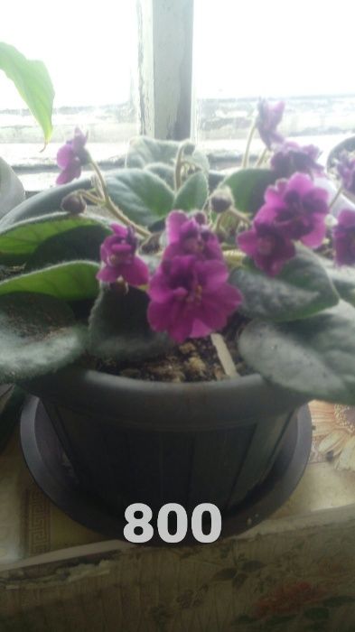 комнатные цветы.