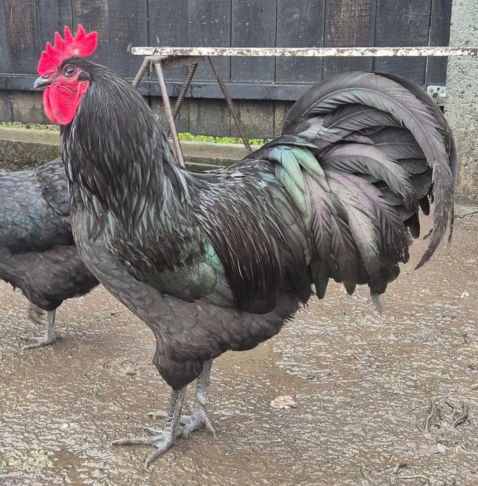 Vând cocoși crescuți bio