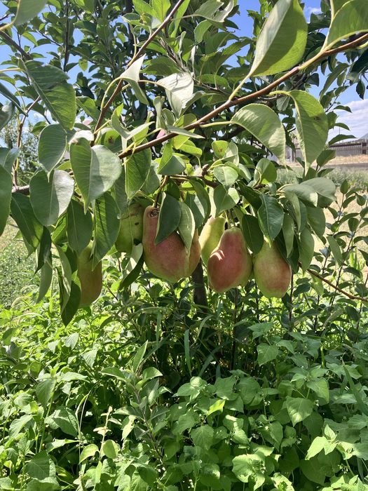 Земельный участок