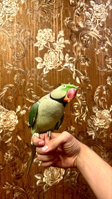 Aleksandr папугай