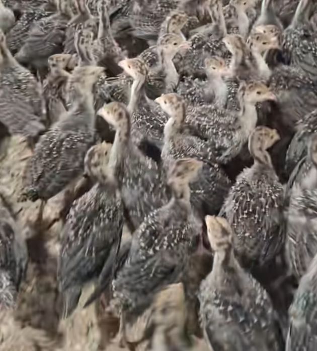 Индюшата Бронза Рубин БС