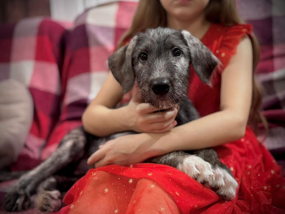 Ирландский волкодав