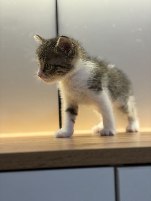 Котенок 1 месяц девочка