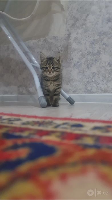 Mushuk bolasi be pul beriladi