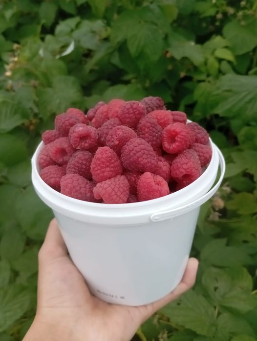 Продам малину  сладкую