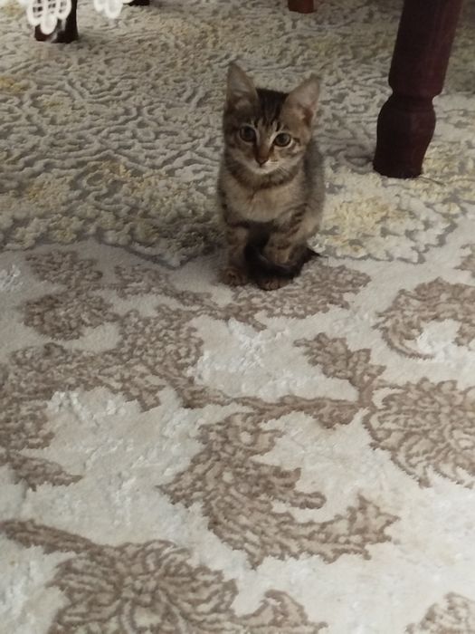 Маленькая домашняя кошка