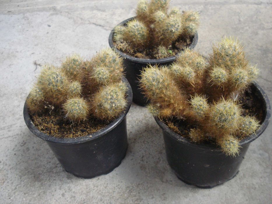 Традесканция, Сансевиера, Кактус, Калатея Розеопикта