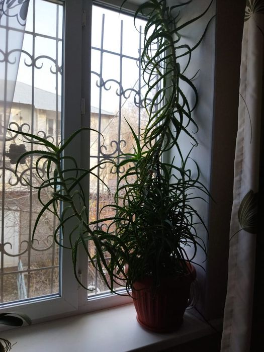 Алоэ лечебный, 7 лет