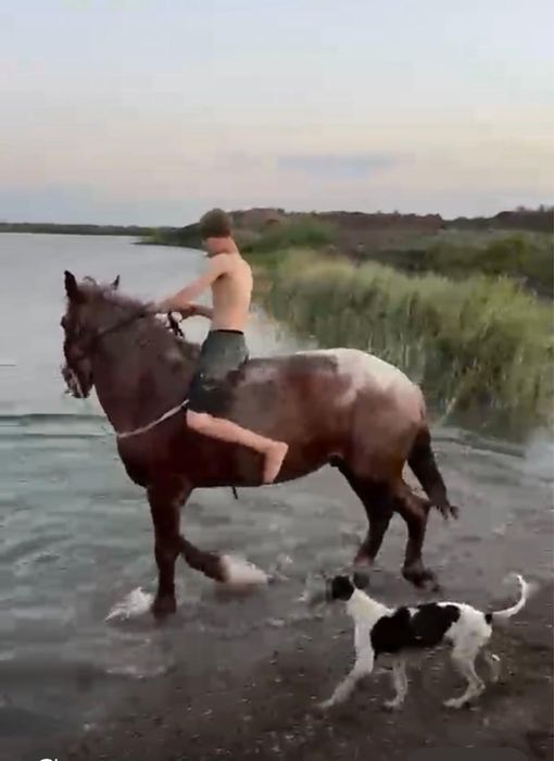 Продам коня Тяжеловоз