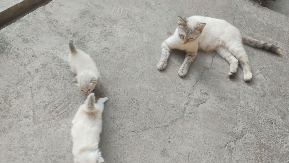 Кошка котенок сиамский договоримся