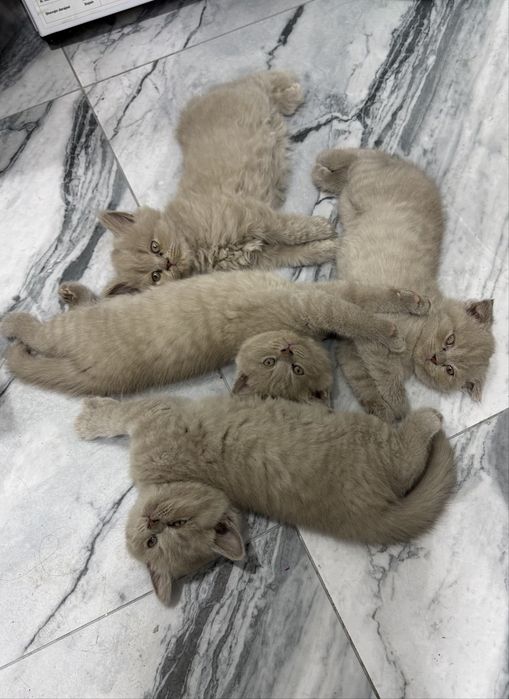 Чистокровные Британские котята 1,5 месяца