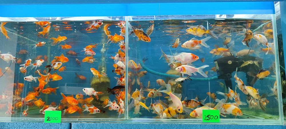 Аквариум балыктары сатылады