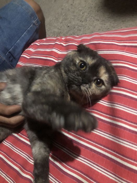 Шотландская вислоухая