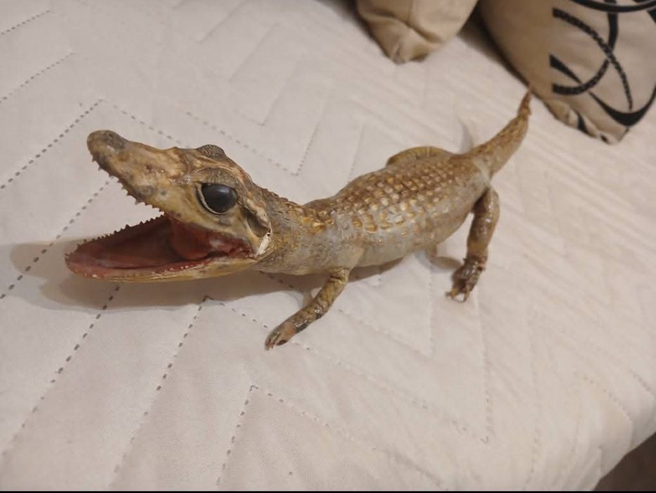 Препарирано крокодилче 40 см
