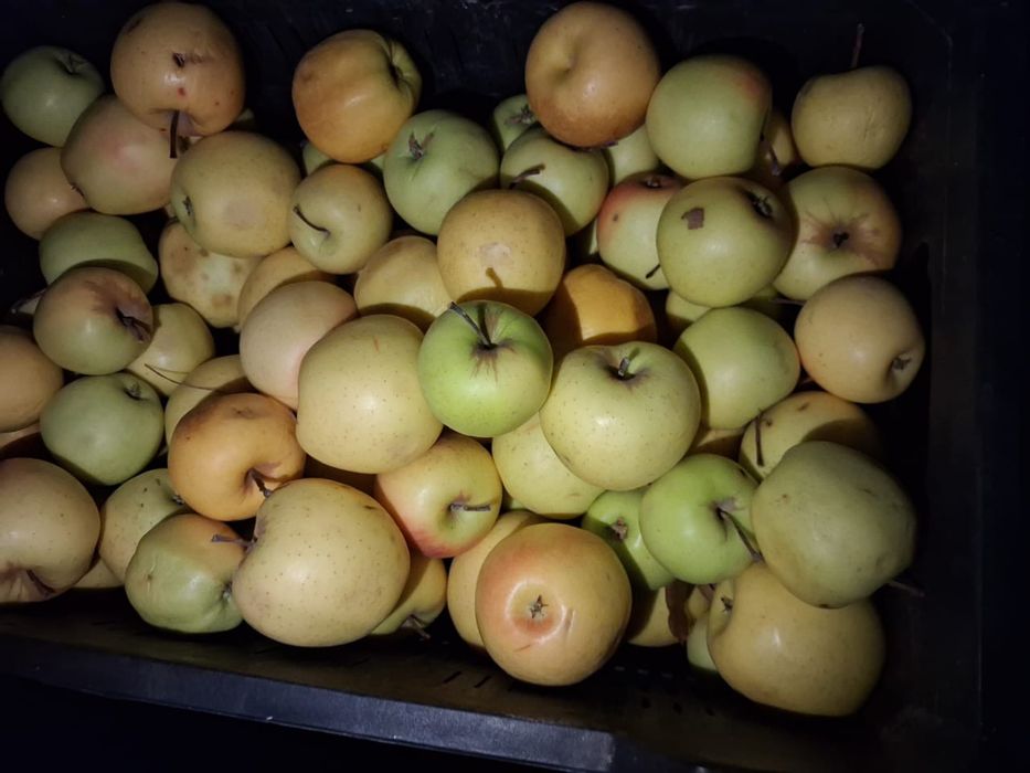 Яблоки второго сорта