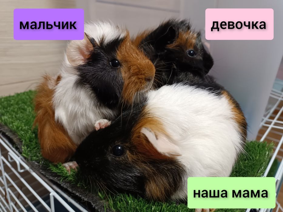 Продаются морские свинки