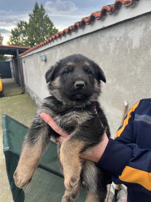 Чистокръвни немски овчарки