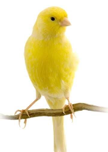 Канарейки поющие