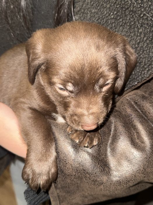 СРОЧНО продается лабрадор