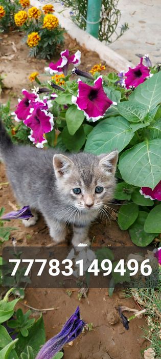 Отдам котёнка в добрые руки