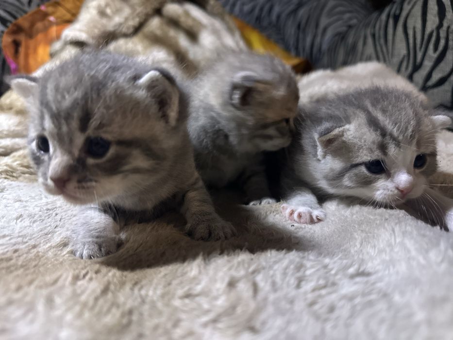 Продам вислоухие котят