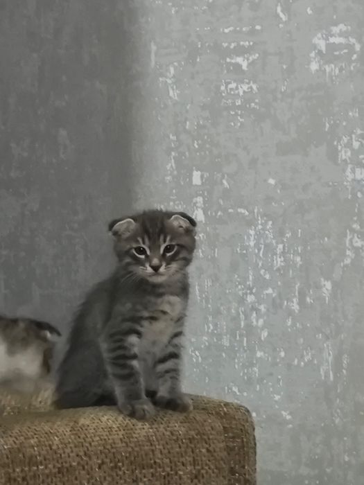 Вислоухий котенок