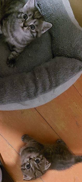 Котята вислоушки