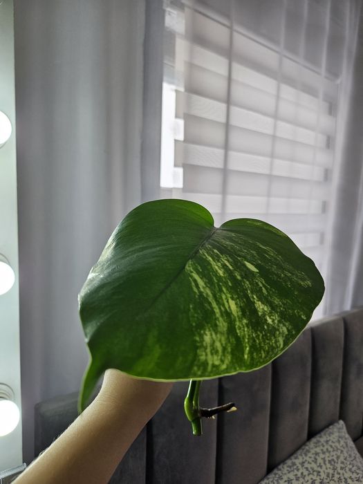 Продам черенки Monstera deliciosa 'Aurea