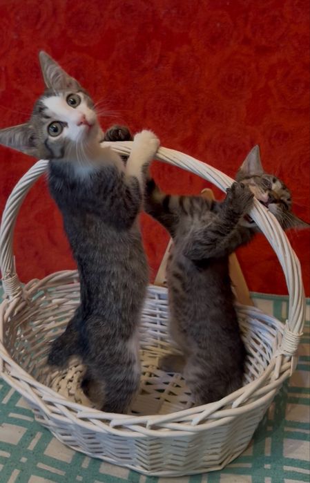 Котята ищут домик