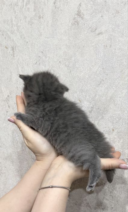 Продам очаровательных милых котят