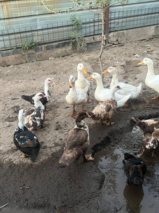 Продам    уток
