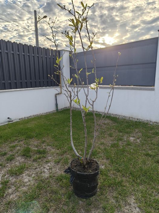 Magnoliu alb/ Magnolie alba