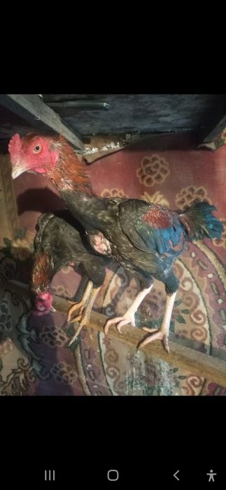 Продам курей даканов