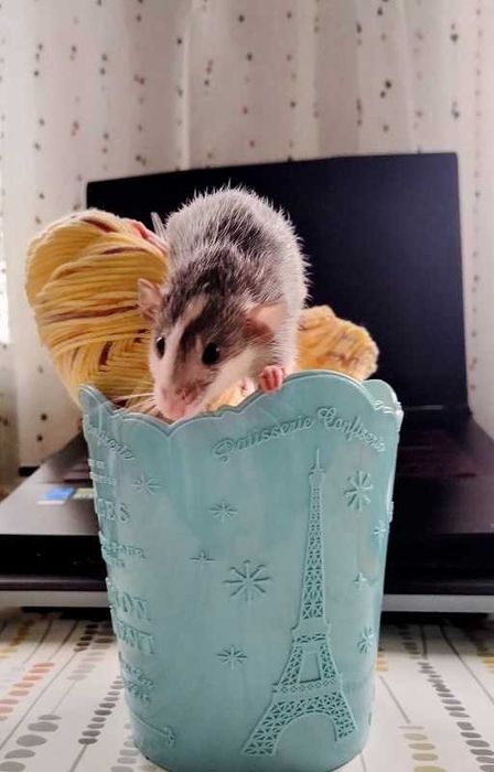 КрысЁнок Дамбо  ХАСКИ