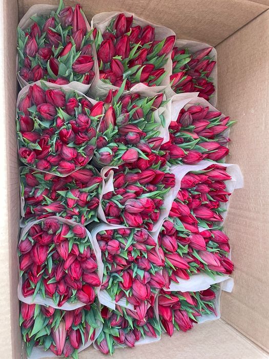 Тюльпаны к 8 марта! Самые низкие цены в городе!