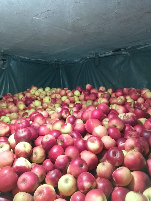 Mere de idared, ionathan, golden, florina