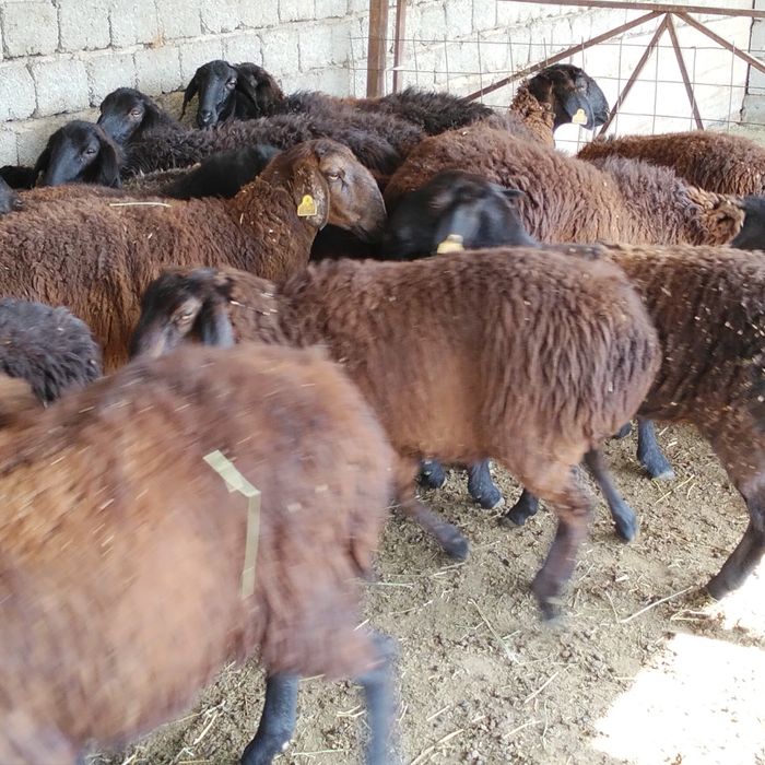 Сатылытын токтылар бар