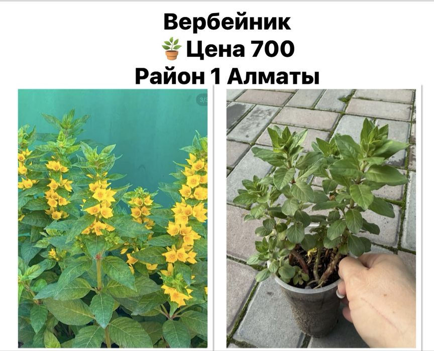 Хоста, садовые цветы