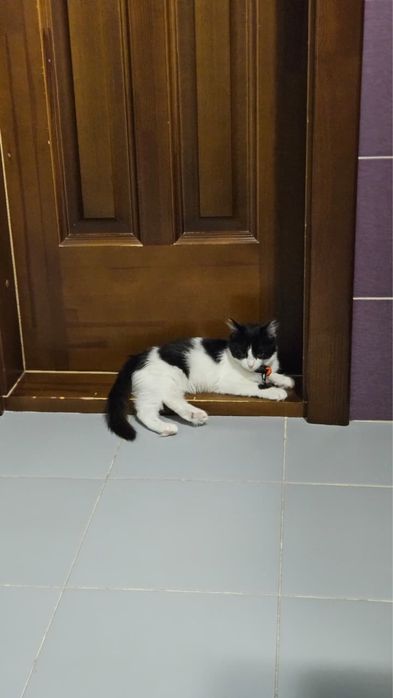 Отдам кошечку в добрейшие руки