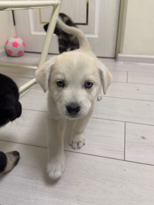 Щенки хаски с дворнягой