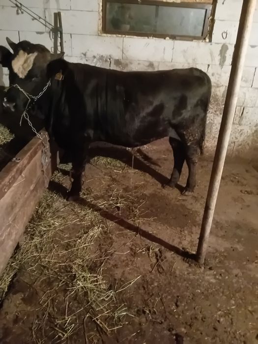 De vânzare tot ce se vede