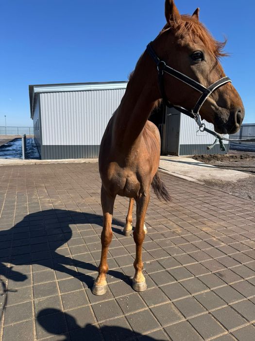 ат сатылады 6жасар