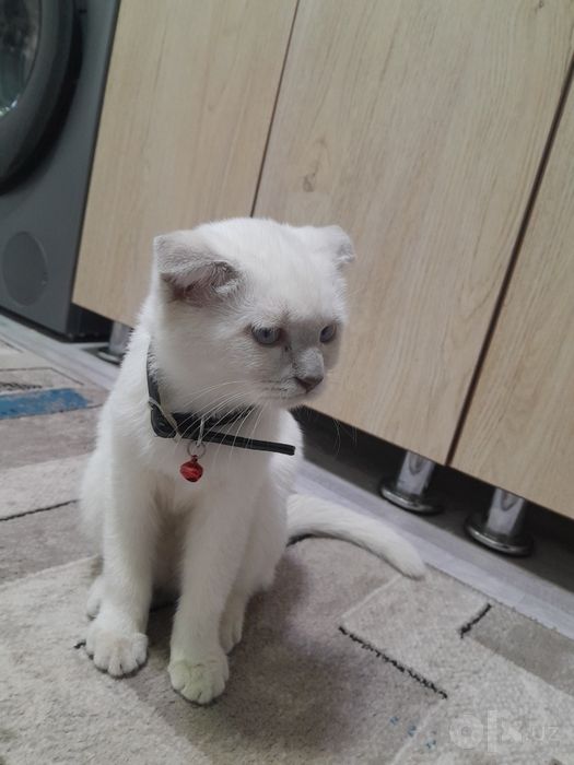 Скоттиш фолд сотилади