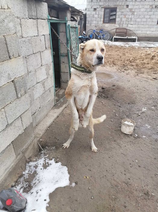 Алабай күшік сатылады