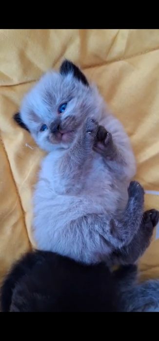 Продаётся котята.  Веслоуха! Чистокровный!