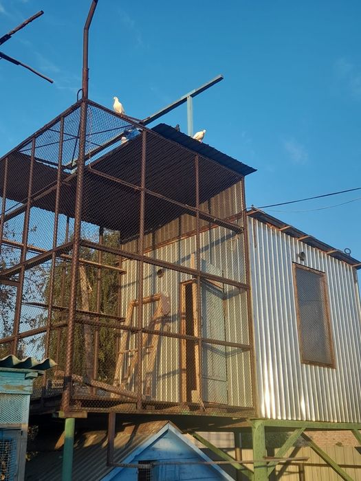 Продам голубятник