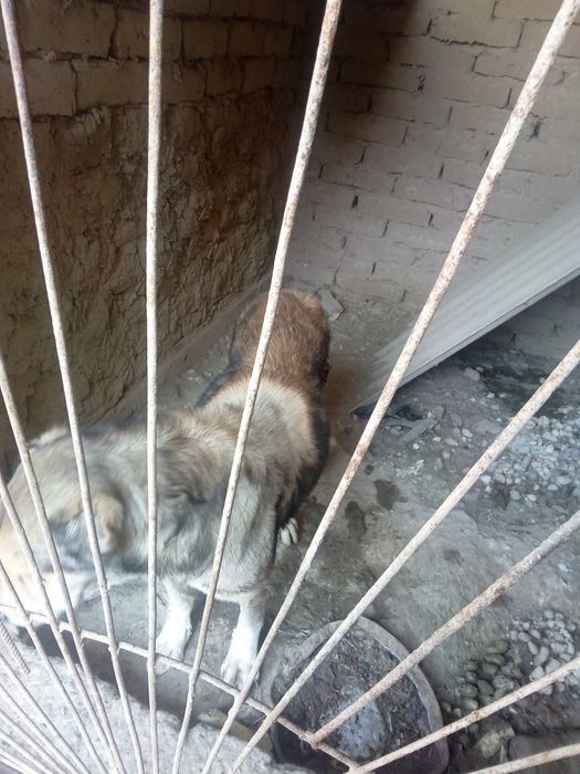 Катта акилли кучук