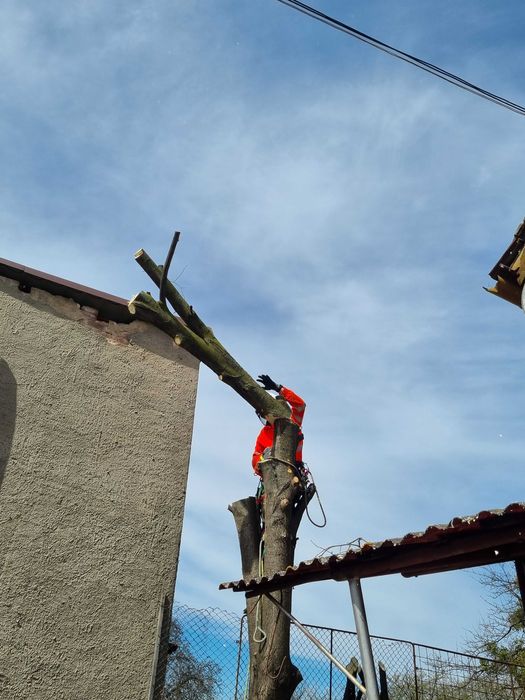 Toaletare Arbori / Taieri Copaci - Firma Certificat ISA–Baia Mare