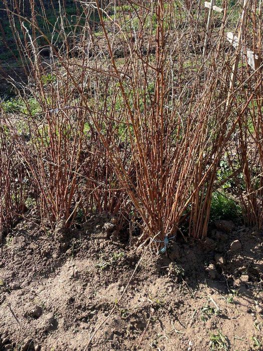 Паркентнинг энг ширин ва серҳосил малина кўчатлари сотувда!